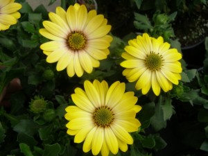 Osteospernum Summertime Sweet Yellow
