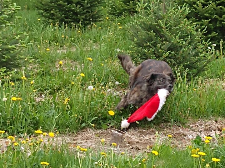 misty-santa-hat